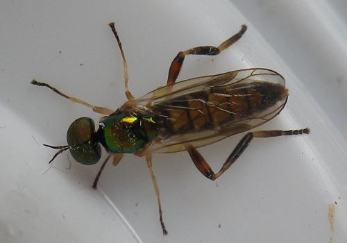Réf. 236 709 : Chorisops tibialis